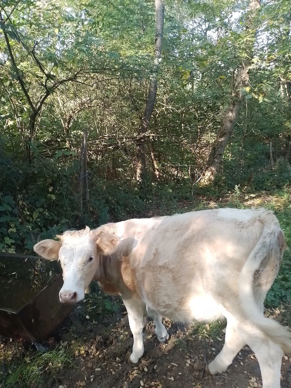 Vitea de vanzare