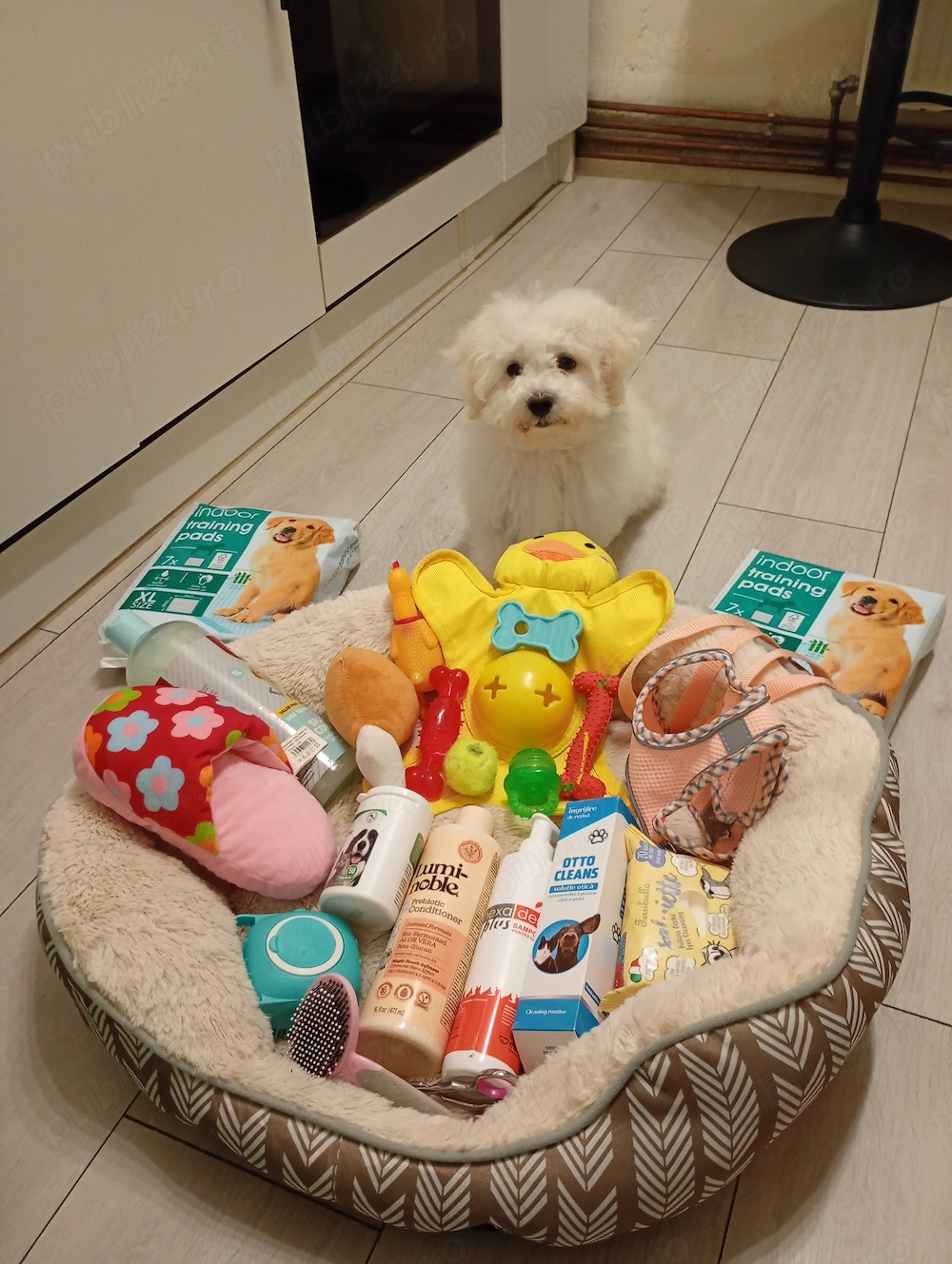 Cățelușă rasa Maltipoo ,toy , cu carnet de sănătate,microcip și toate vaccinurile la zi