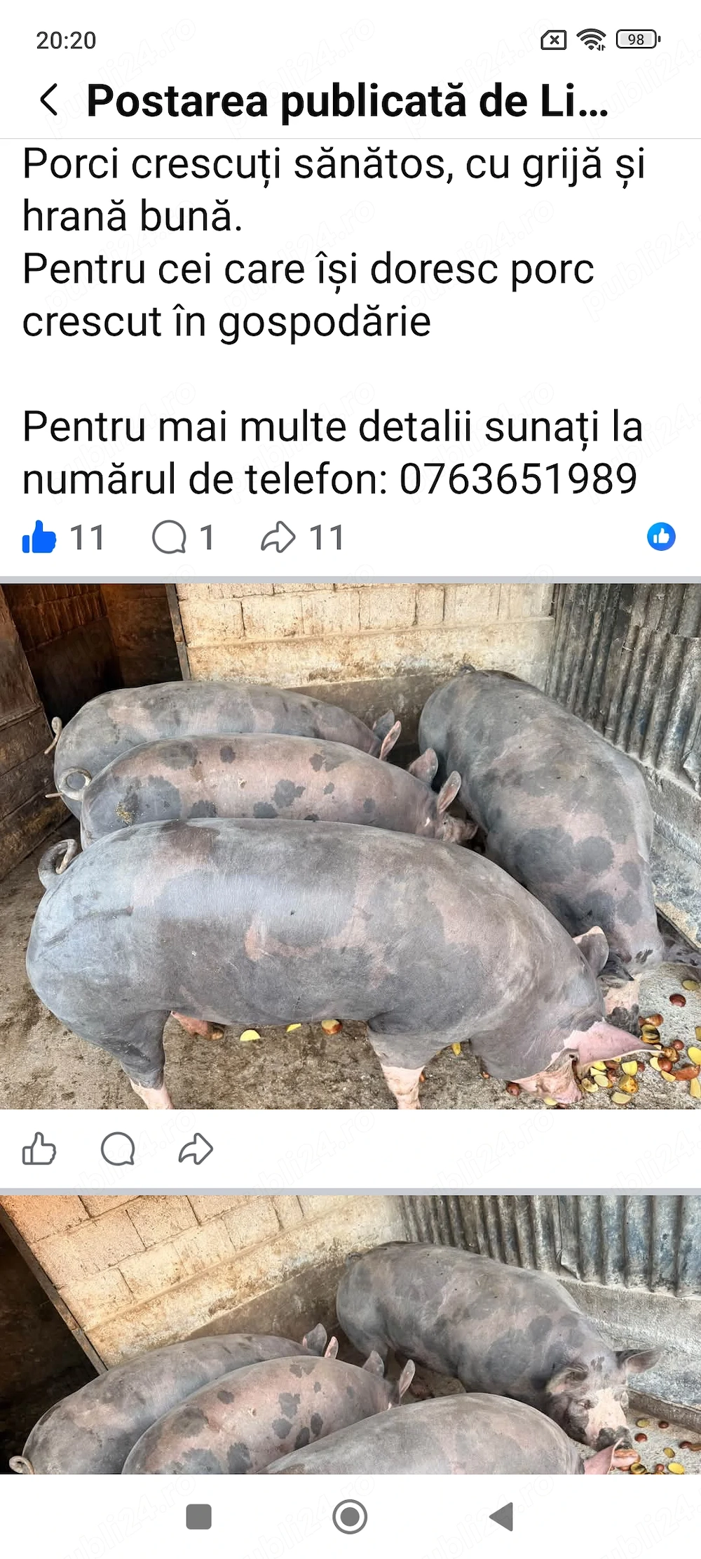 Porci rasa de carn