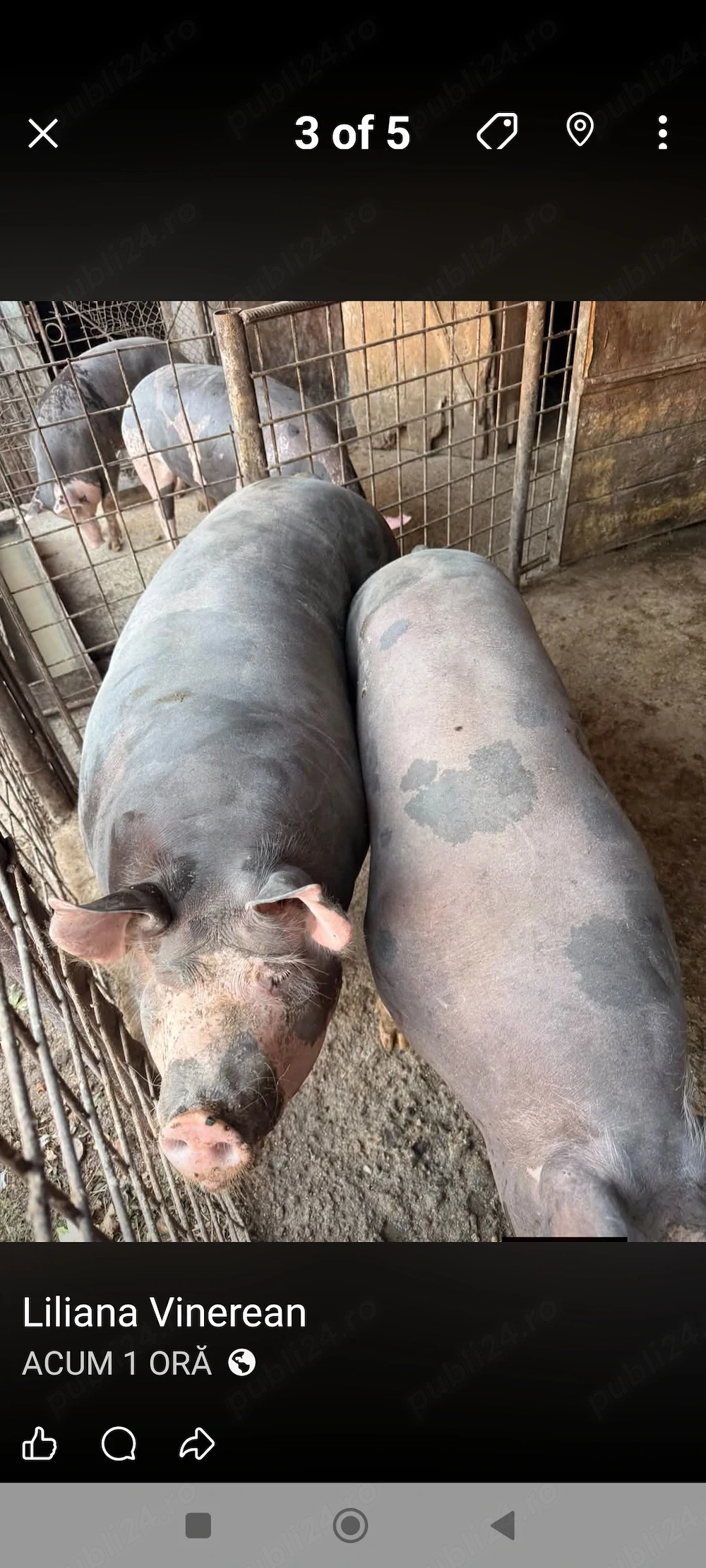 Porci carne 