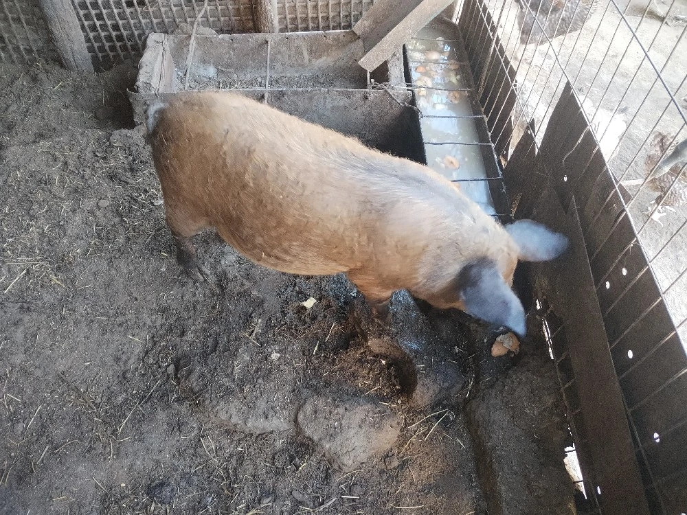 Porc mangalita 50 kg