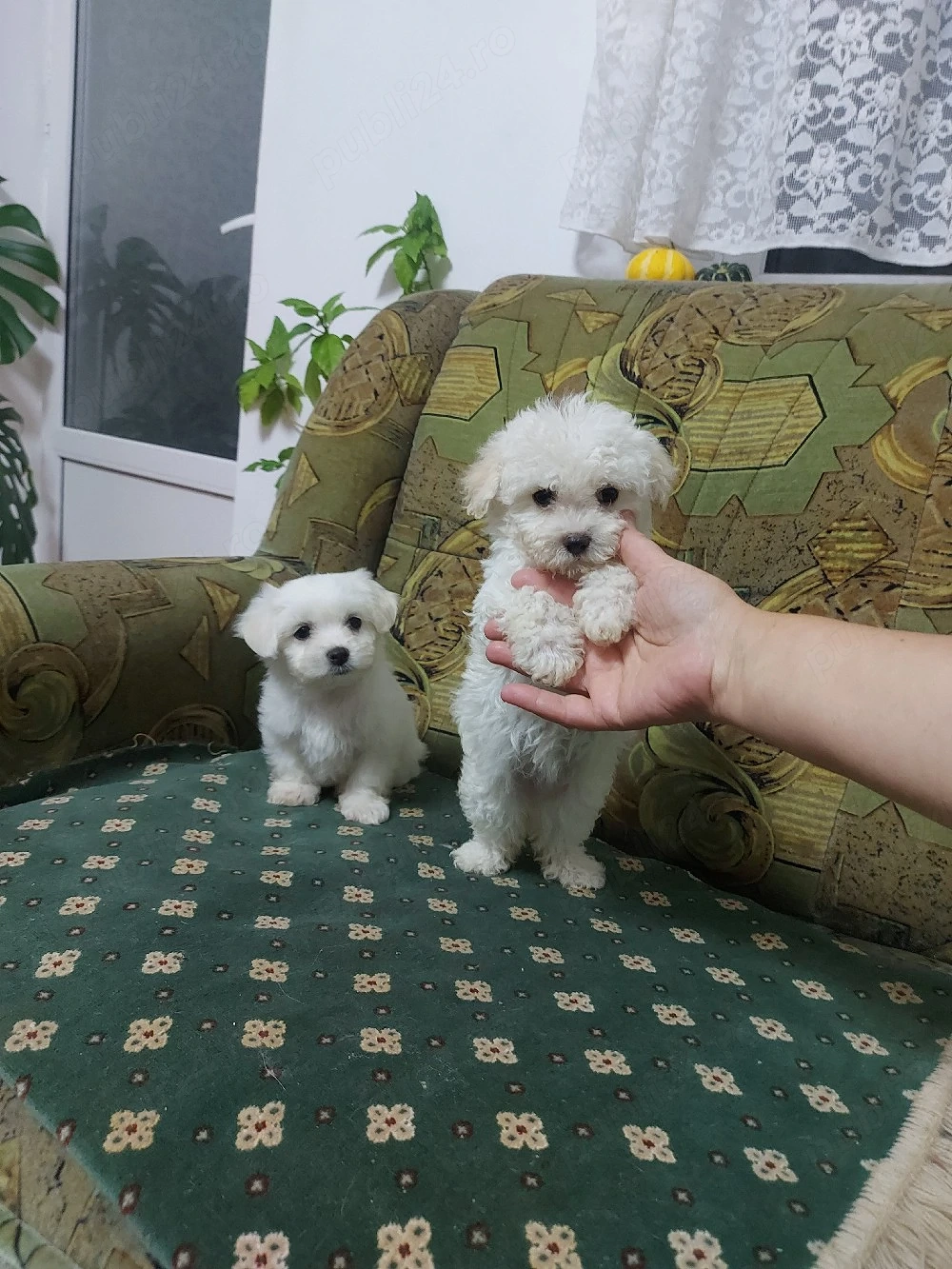 Bichon maltez, talie mica.