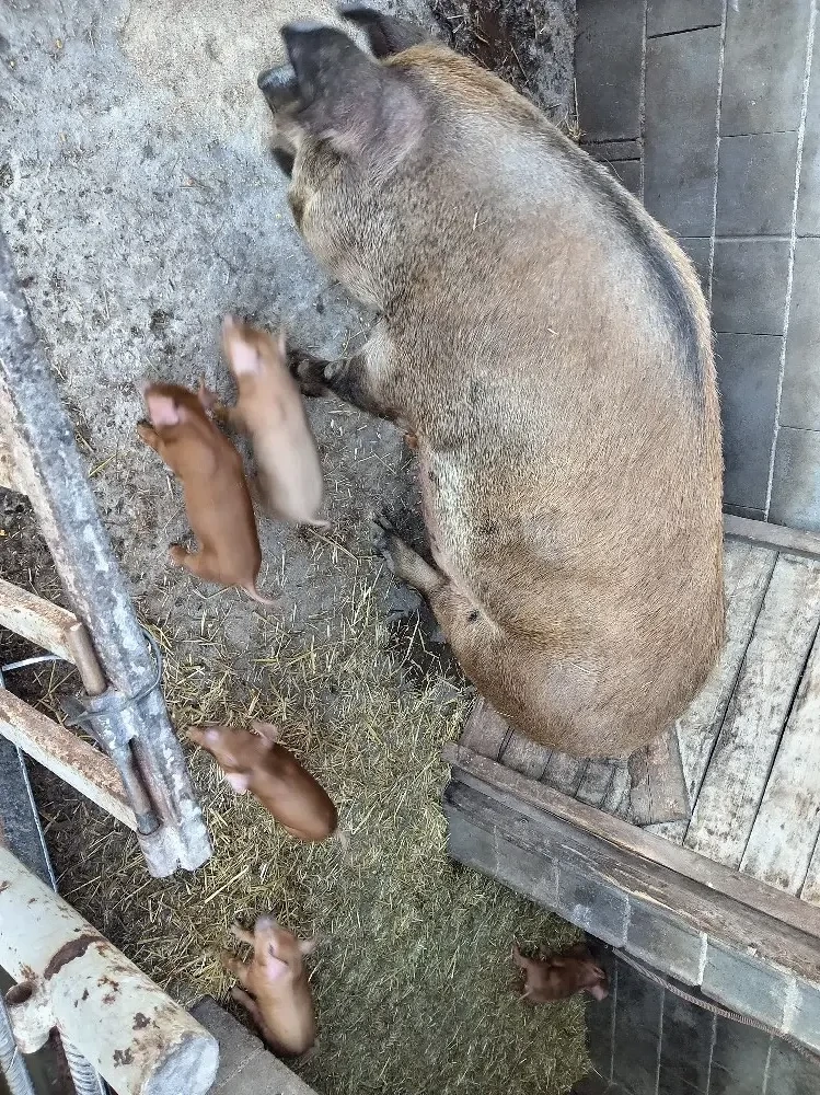 Purcei duroc cu duroc