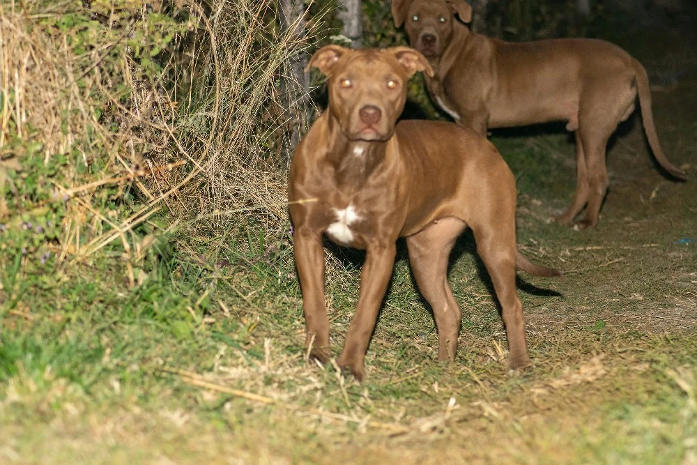 femelă Amstaff 