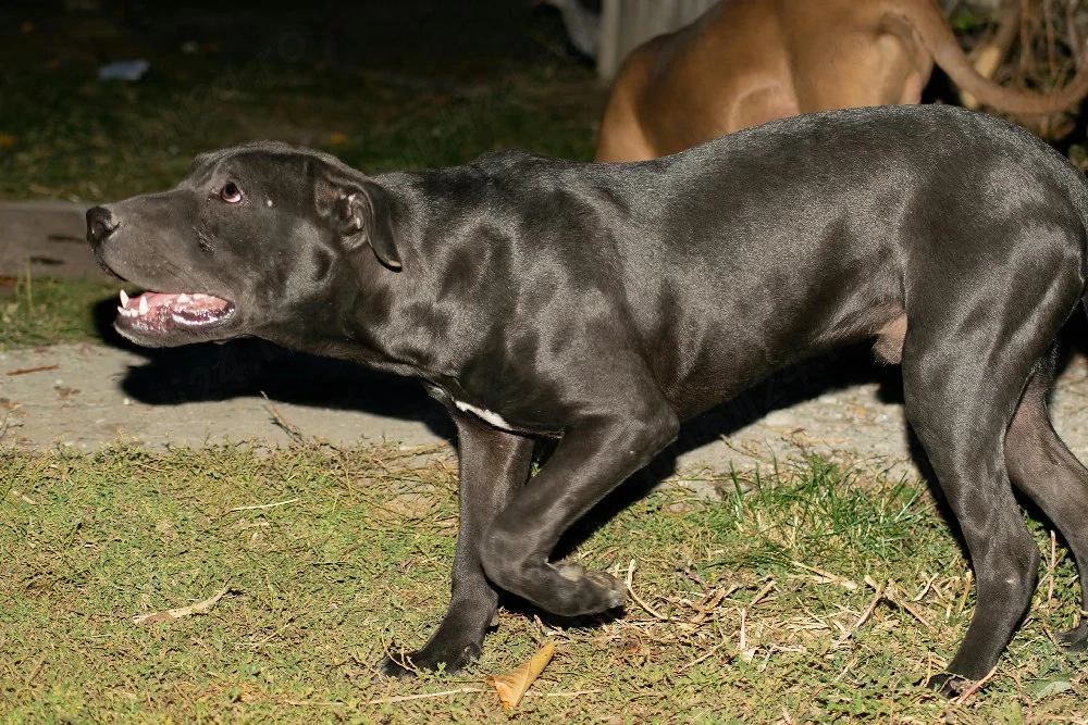 mascul Amstaff 