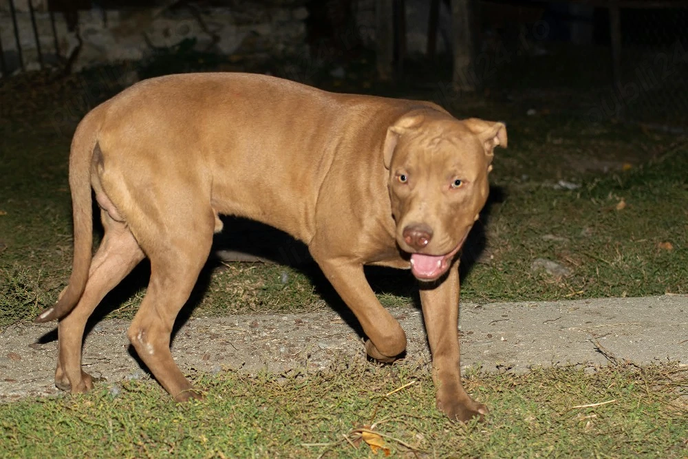 mascul Amstaff 