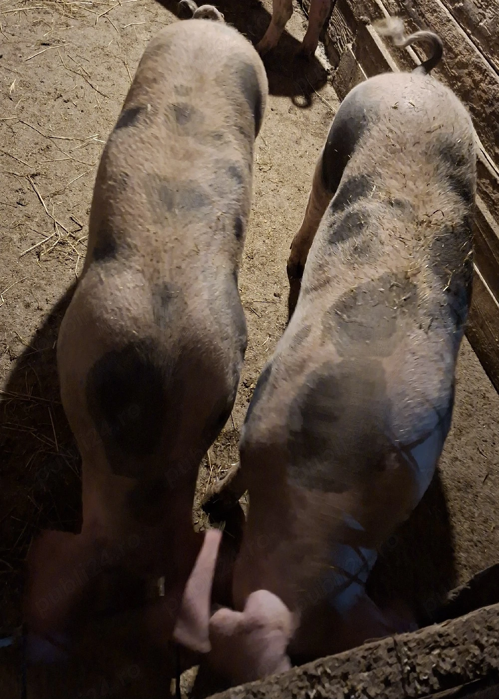 Porci de carne