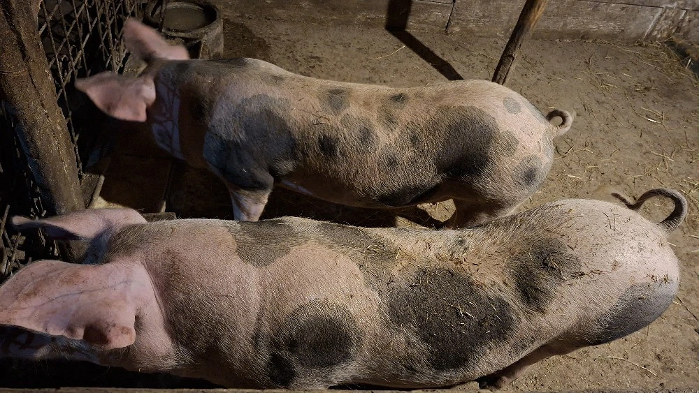 Porci de Carne 15lei kg