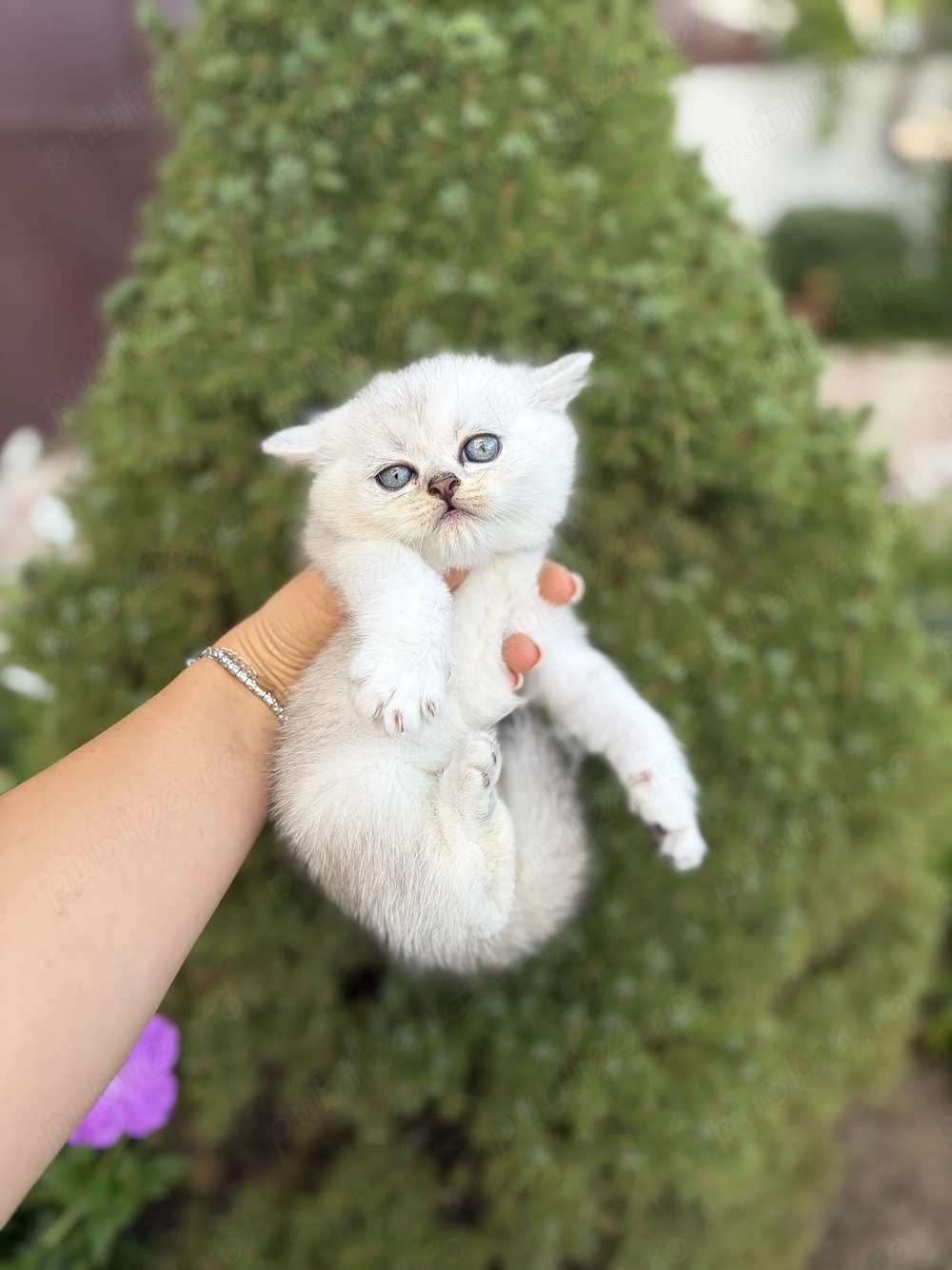 British shorthair alb chinchilla 