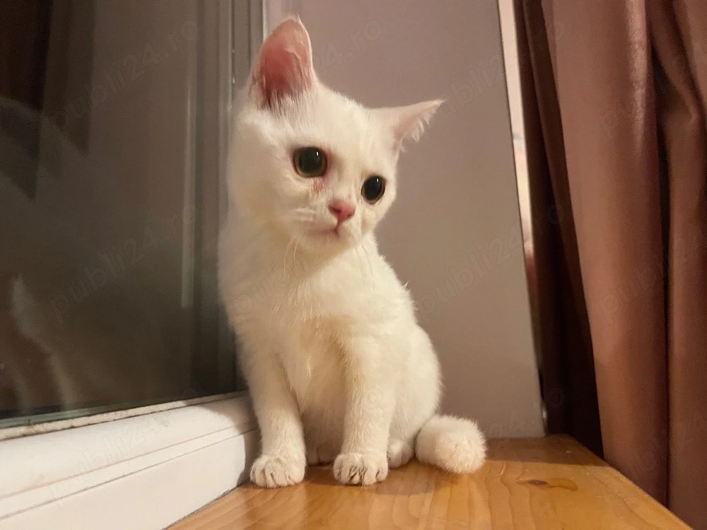 Baiat British Shorthair