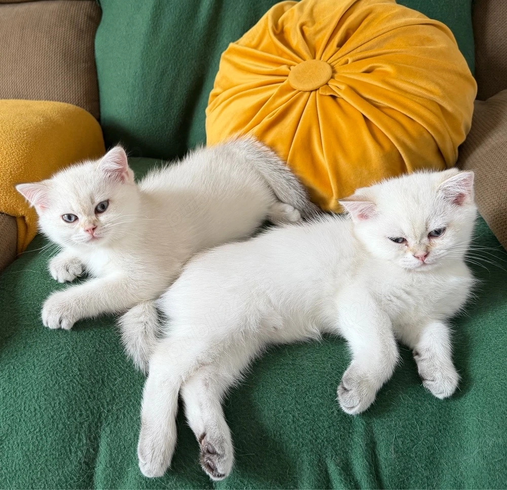 Vand femela British Shorthair NY1133 linie campion pedigree