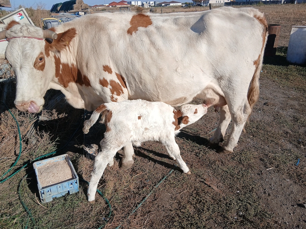 Vaca cu vitica de o săptămână 