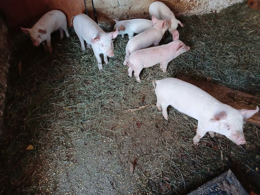 Vand purcei varsta 6 saptamani