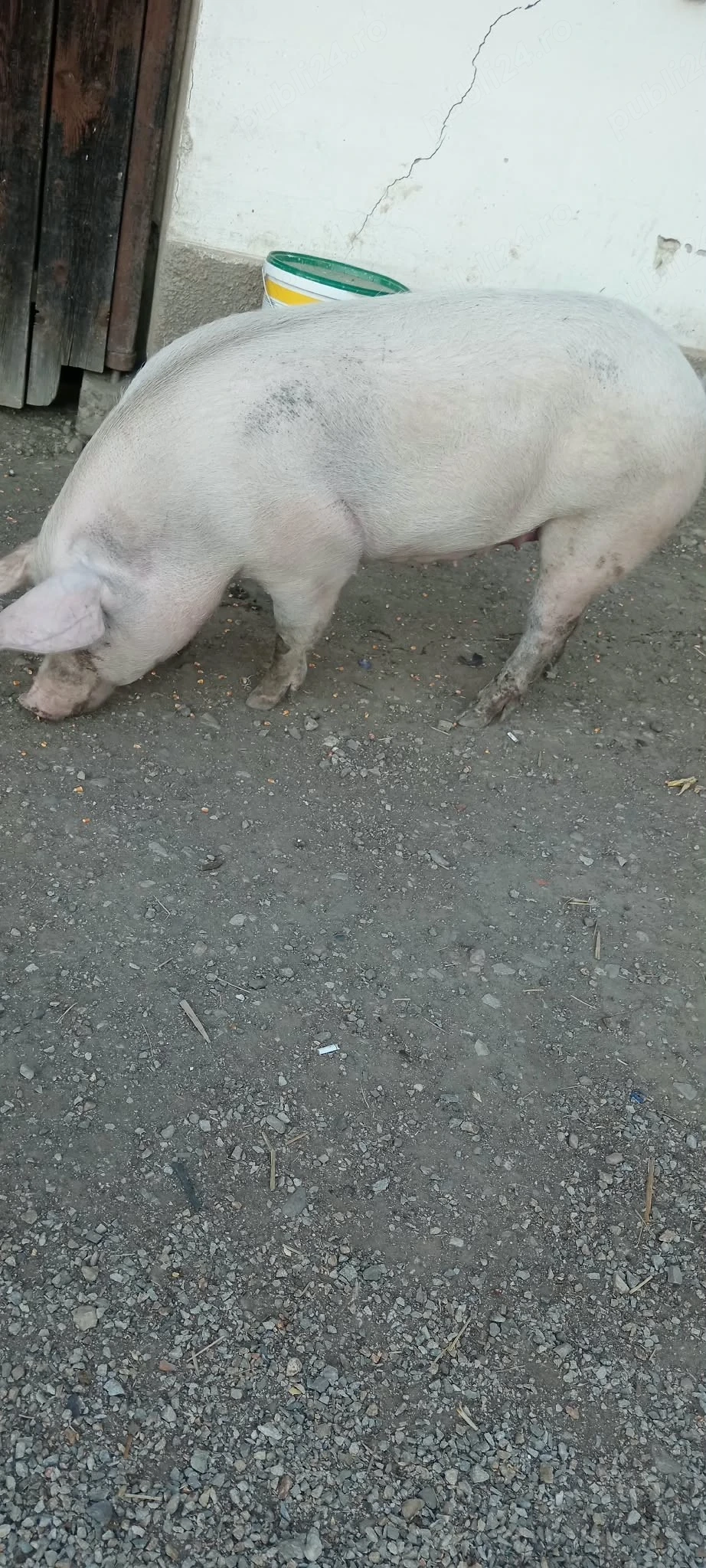 Scroafe disponibile 
