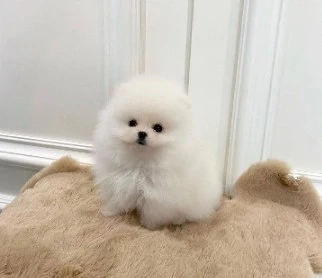 Pui Pomeranian talie mica