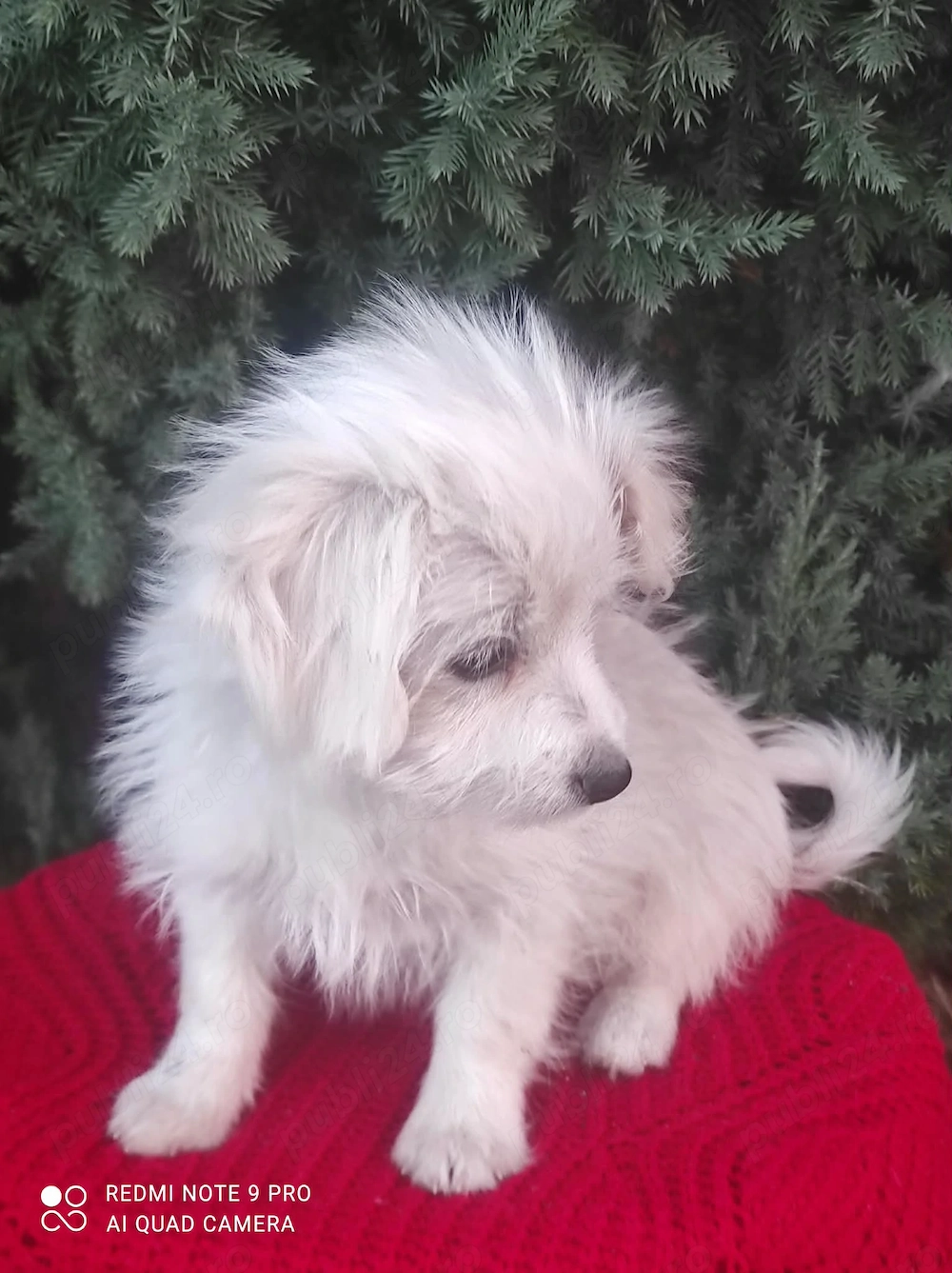 Bichon maltez fetită 