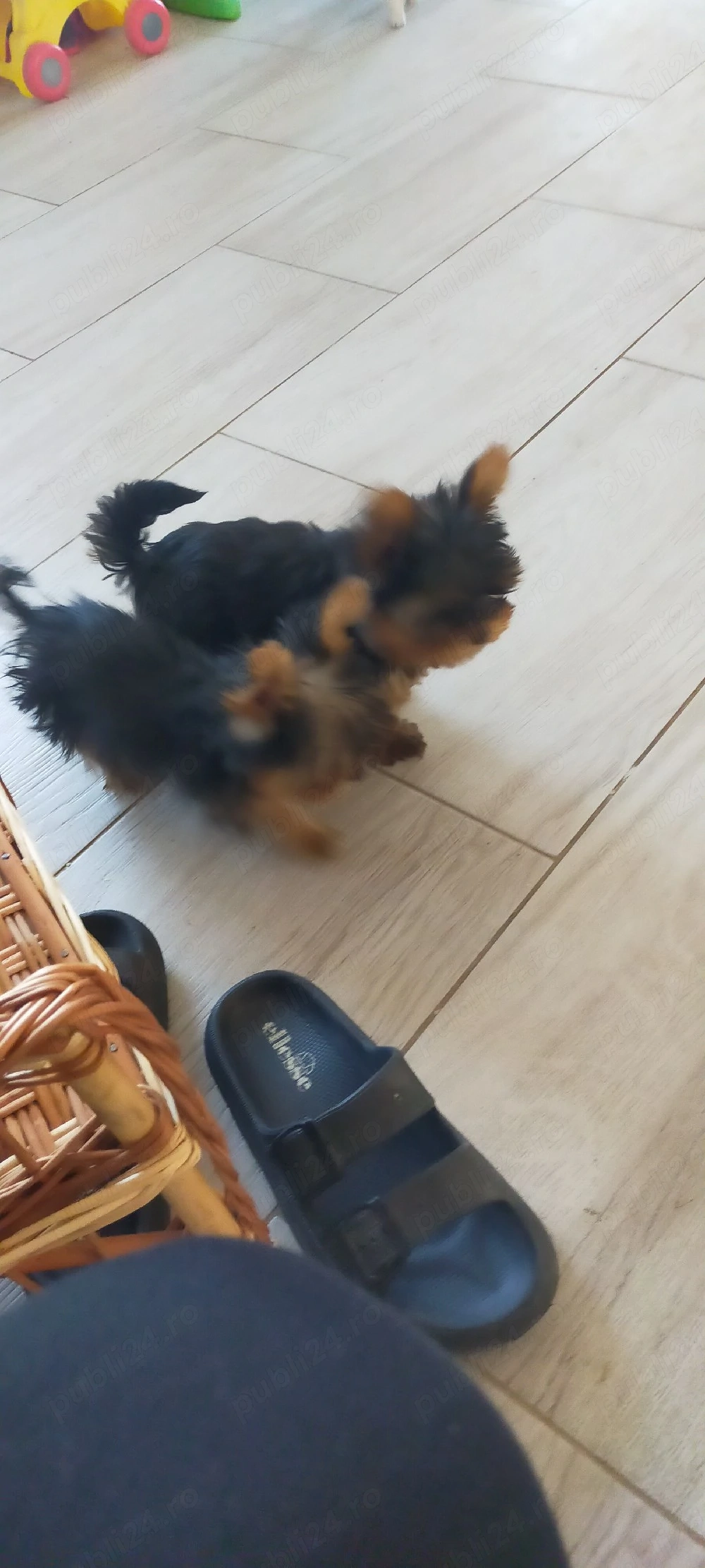 Fată și baiat Yorkshire terrier mini