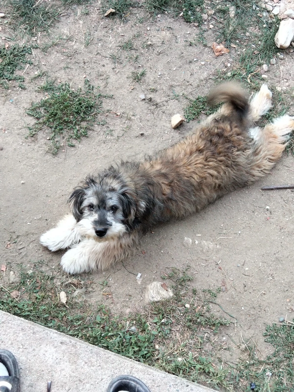 Vând cățelușă, jucăușă și prietenoasă cu copii!