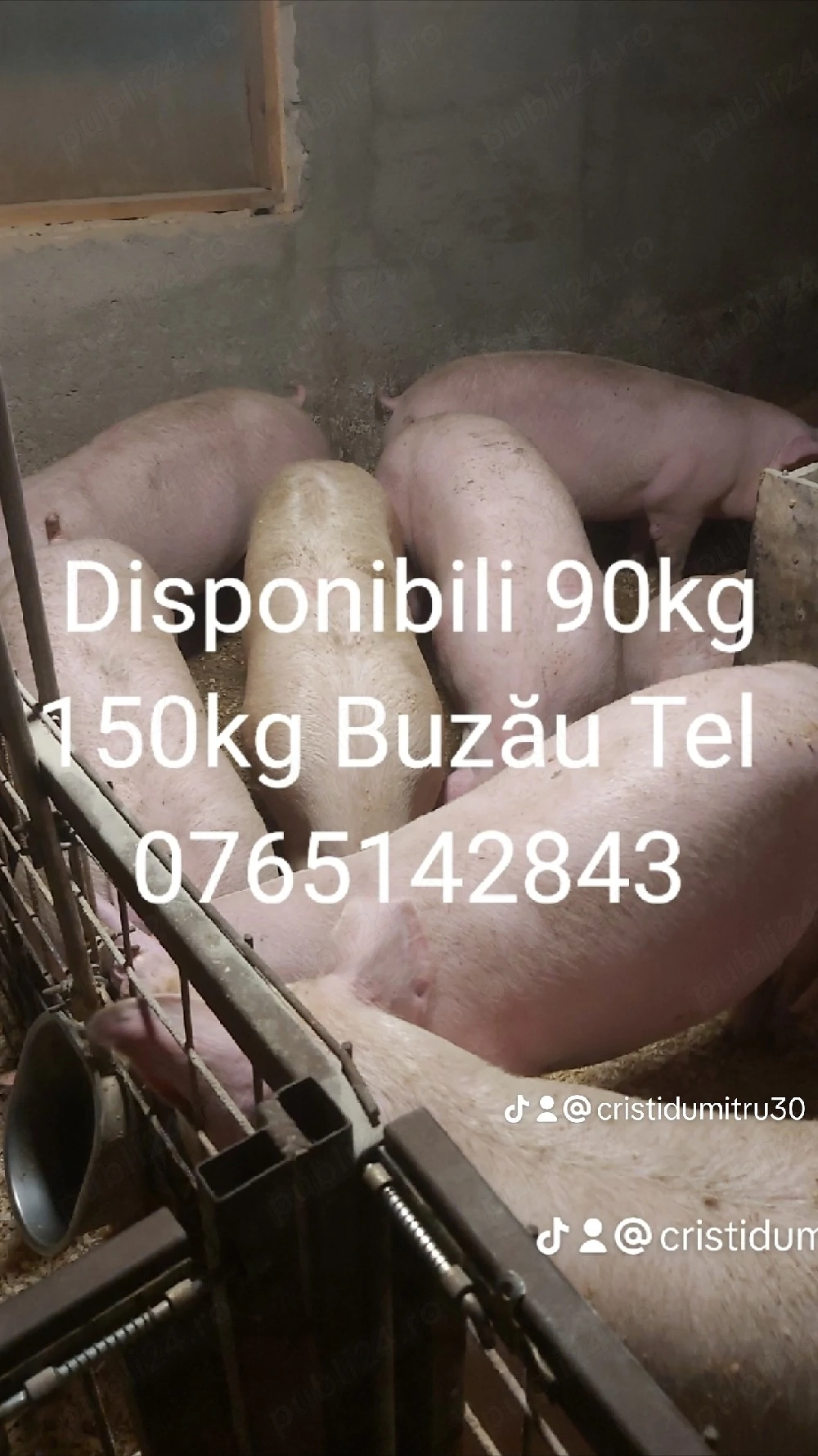 porci rasă de carne 