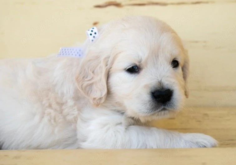 Pui Golden Retriever, 6 săptămâni