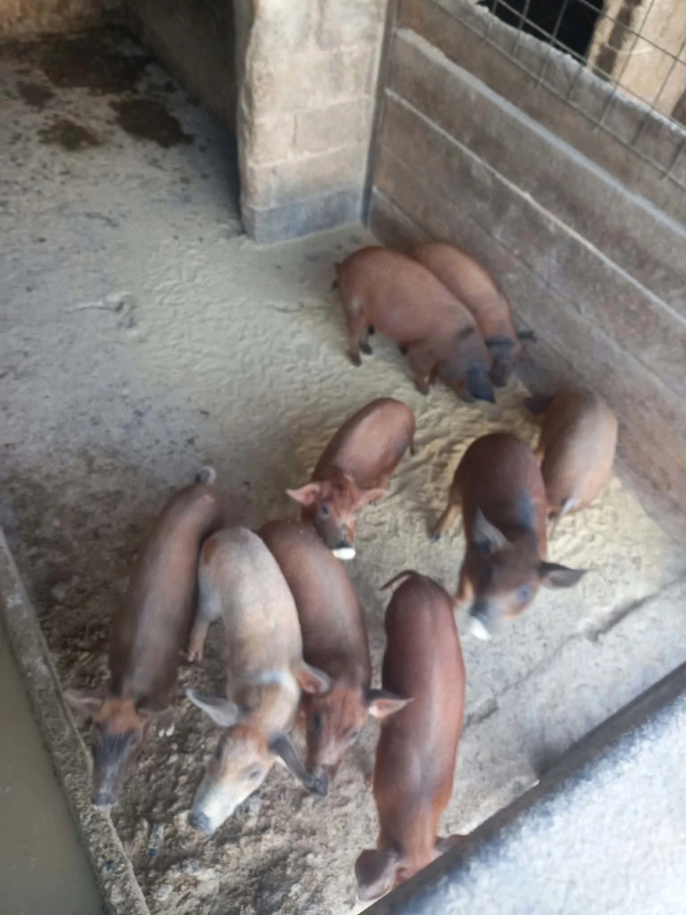 Vand purcei duroc