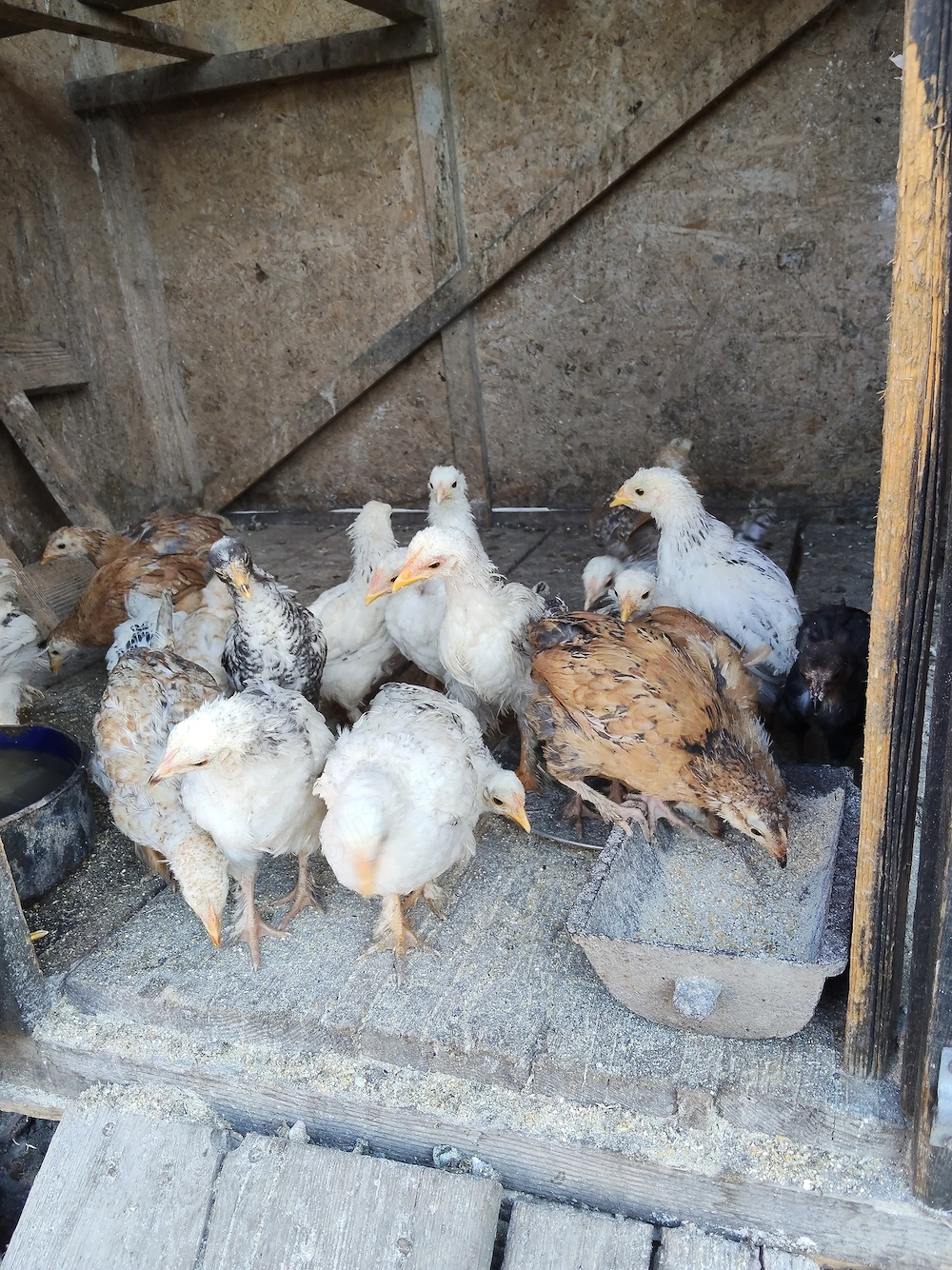 Pui De Casă de dat.au in jur de două luni
