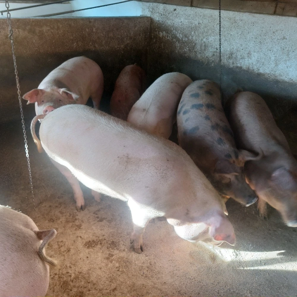 vând porci grași media 120-200 kg.preț 13 lei.