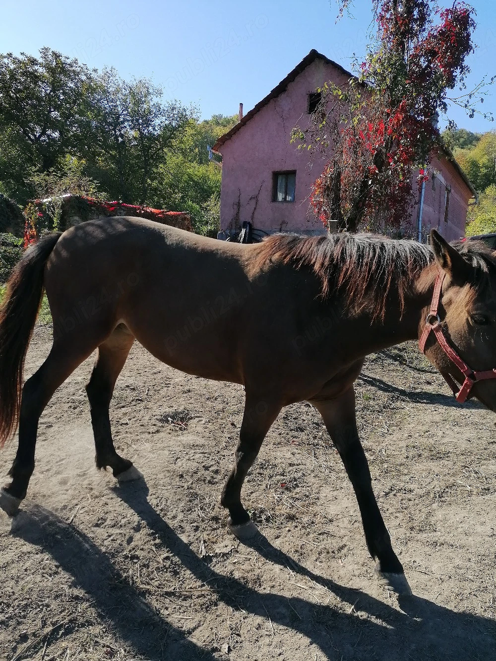 URGENT! Vând Iapa mugra 3 ani. 1750euro nu răspund la Numer privat. 