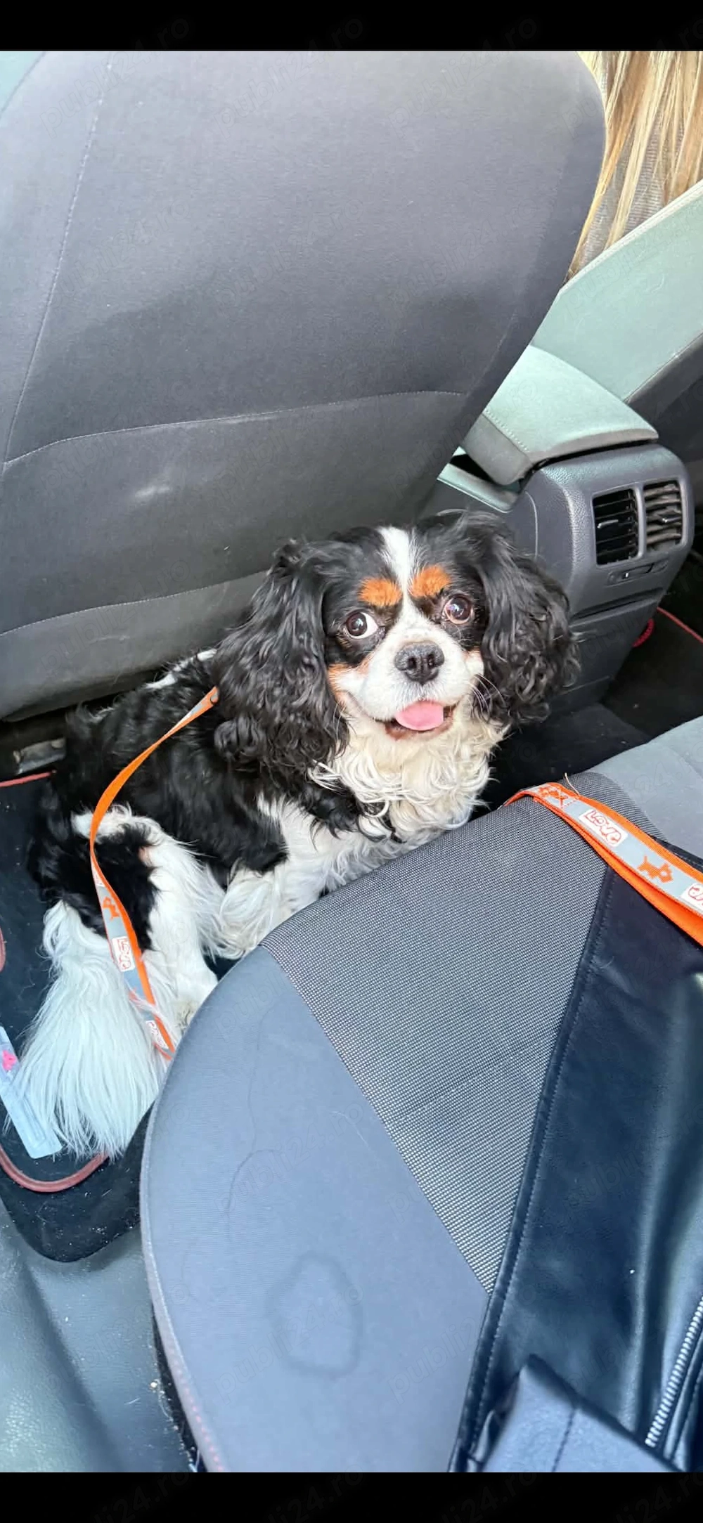 Vând cavalier king 