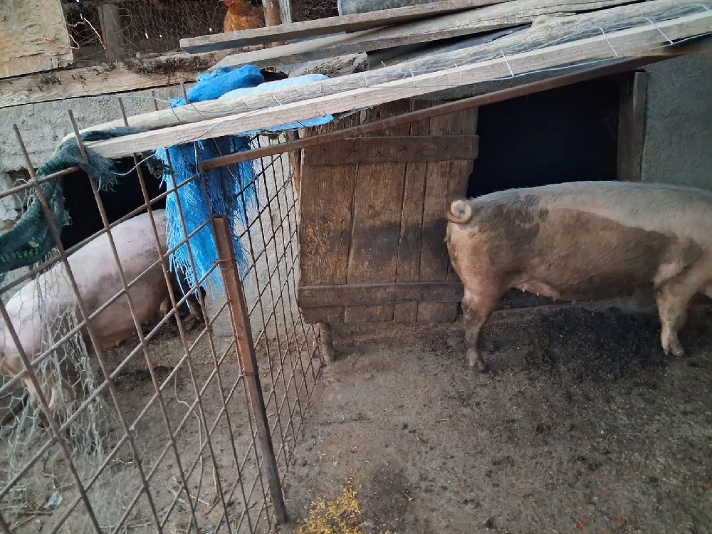 dau la schimb  o manza si o purcea  pe o vitea 