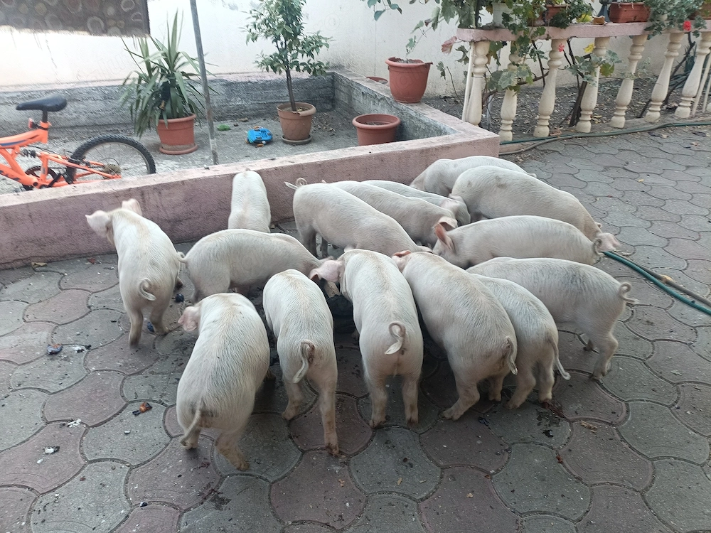 Vând purcei 7-8 săptămâni, 300 lei bucata