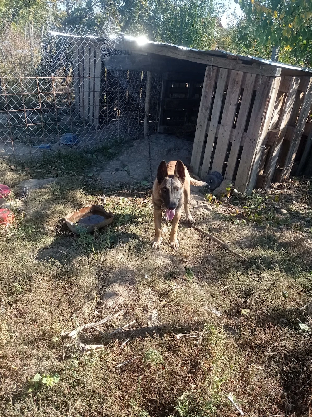Belgian Malinois
