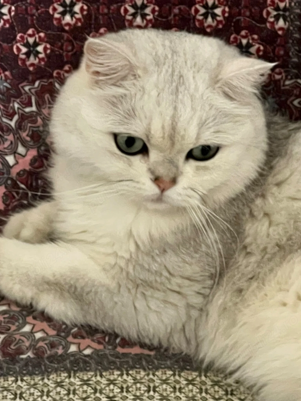 Pisica Black Silver Shaded British Shorthair
