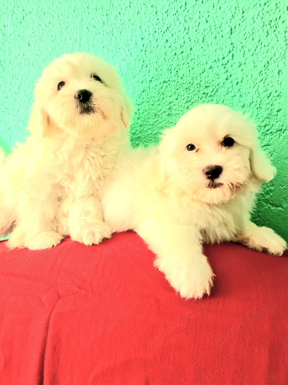 Bichon Maltez, Femele disponibile imediat. 
