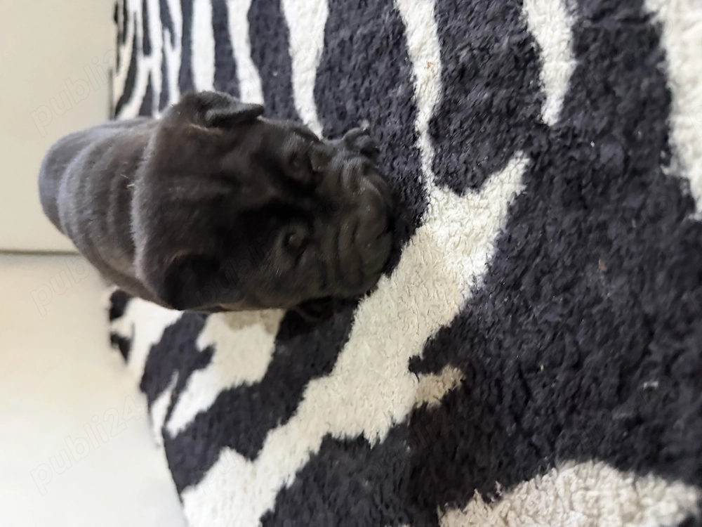 Pui shar pei de vanzare