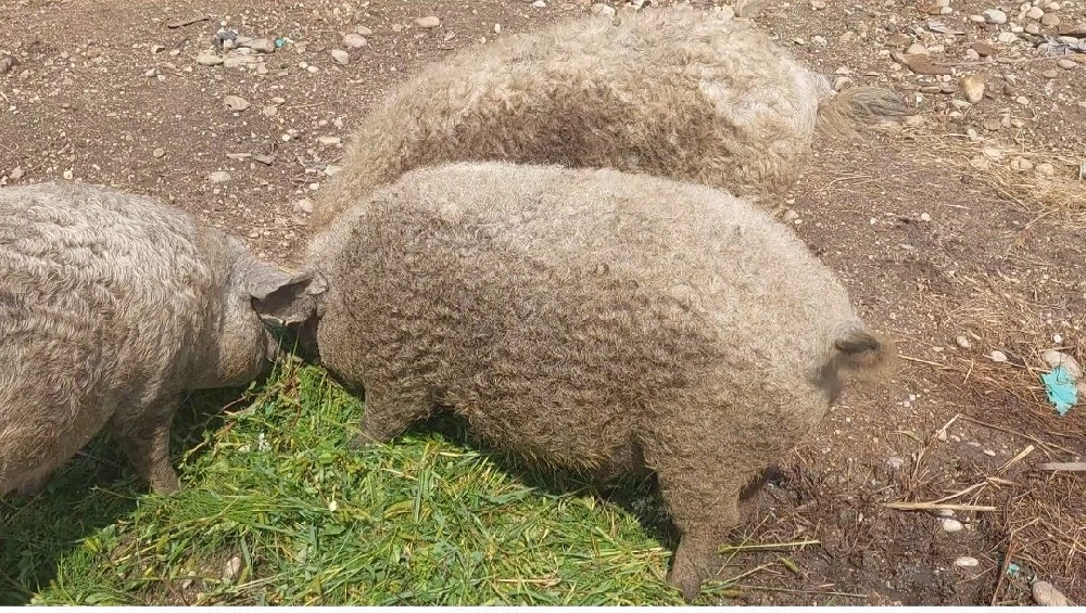 Porci Mangalita pt Crăciun! Scroafe gestante, scrofite reproducție!