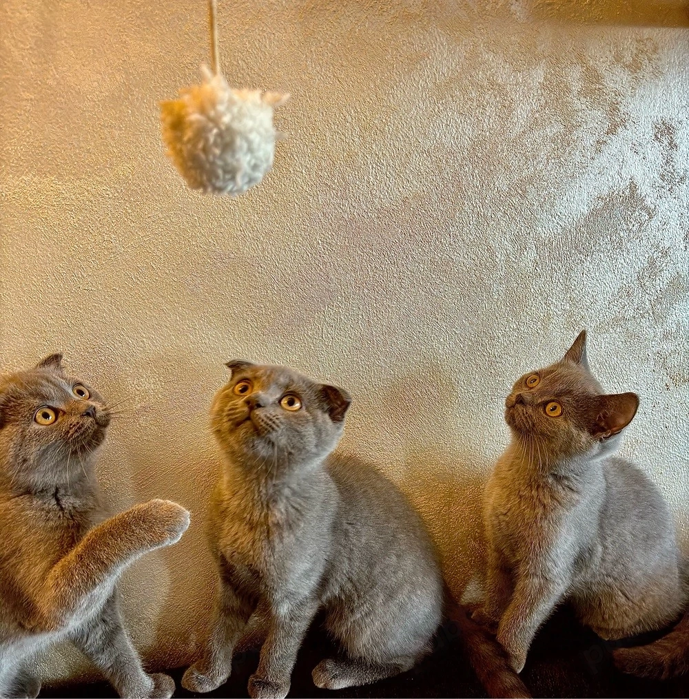 Pui Scottish Fold 