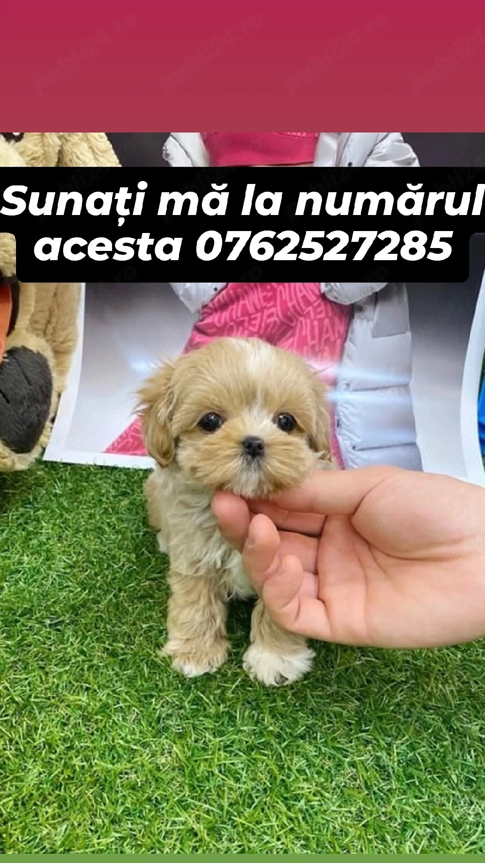 pui maltipoo mini toy 