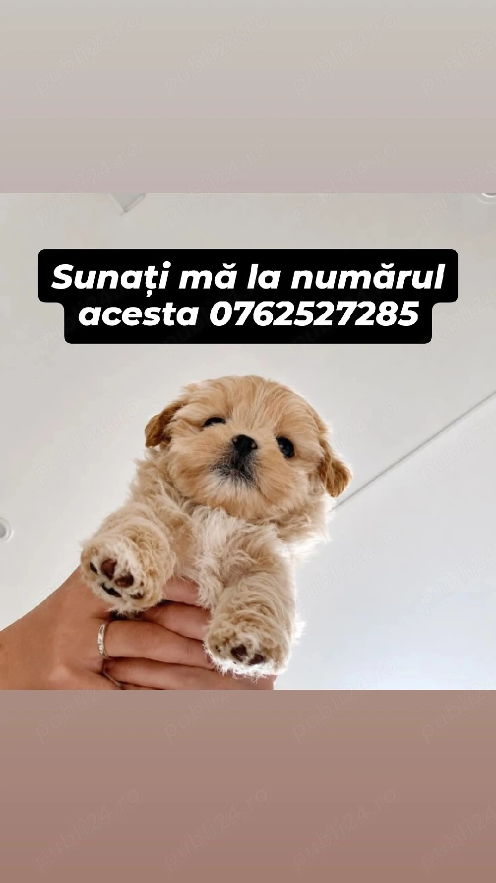 maltipoo mini toy apricot 