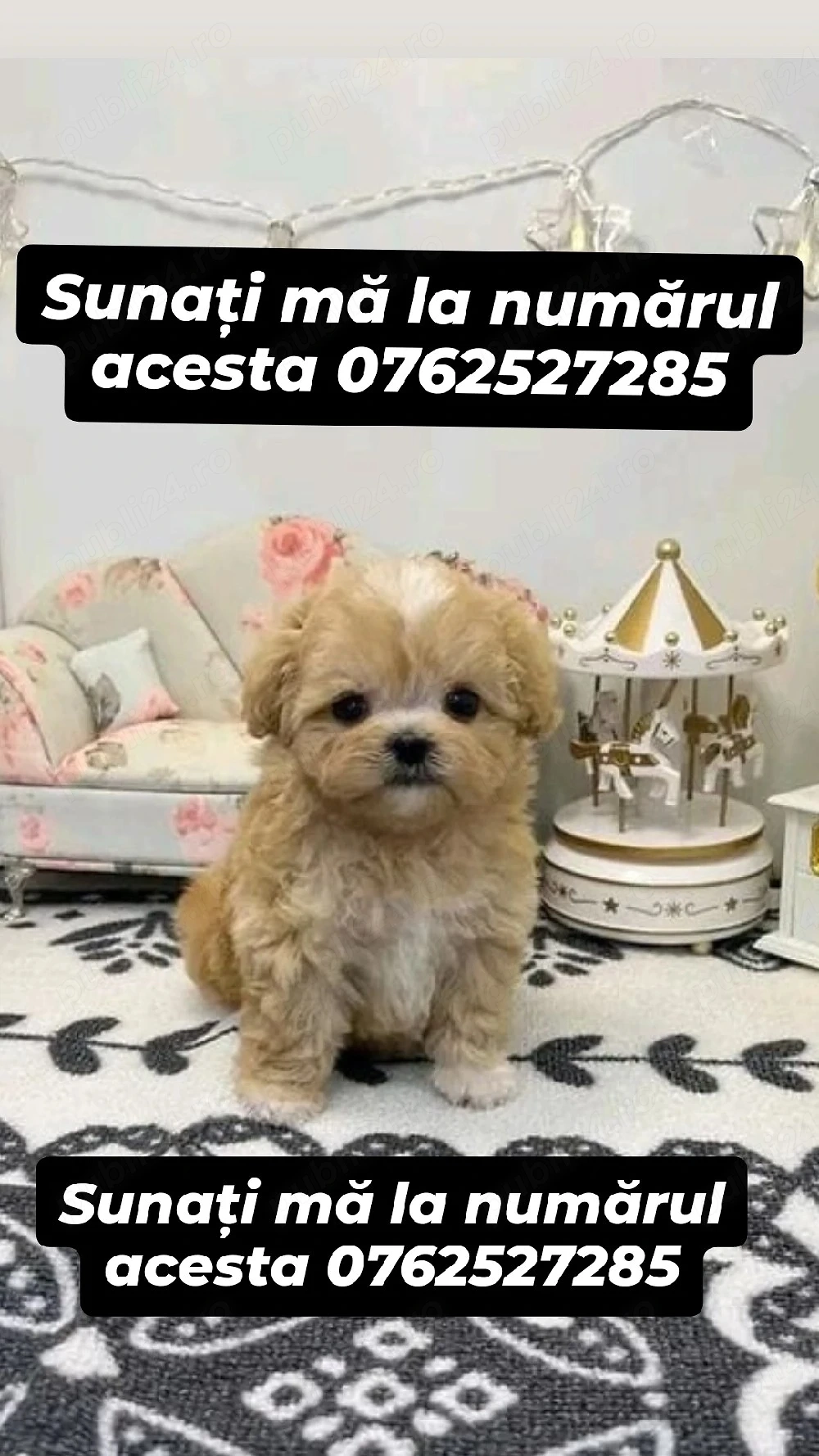 pui de maltipoo poodle mini toy