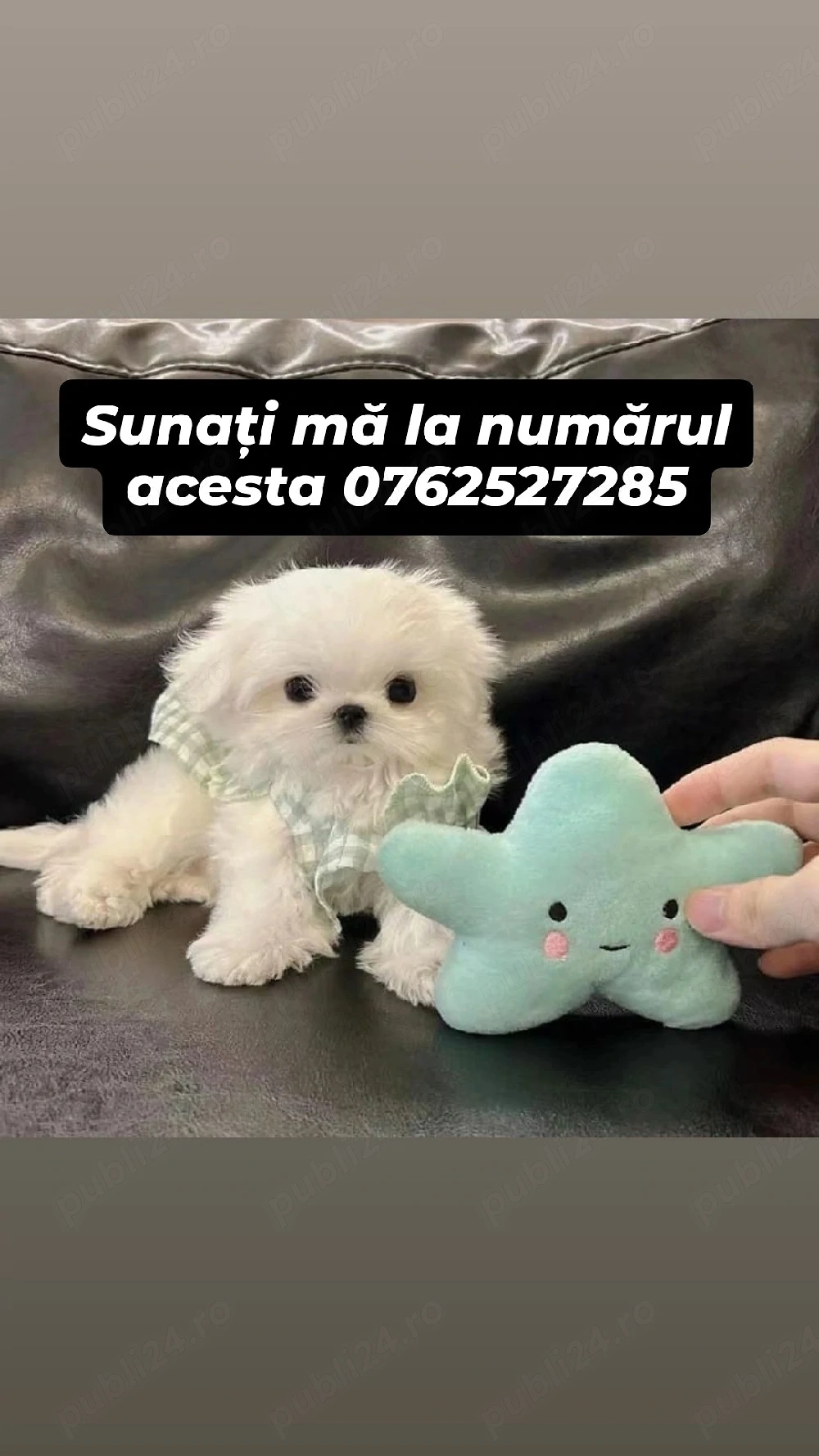 bichon maltez mini toy 