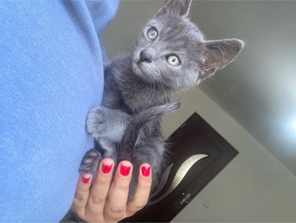 Russian Blue 