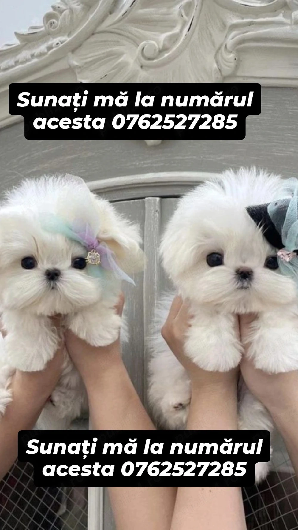 bichon maltez mini toy