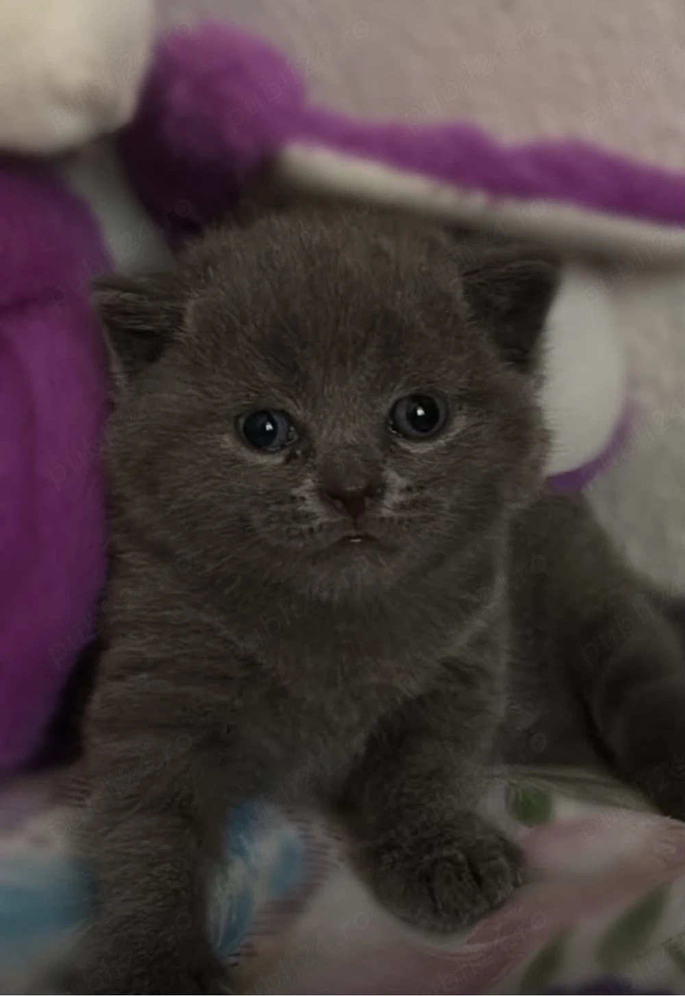 bait british shorthair blue