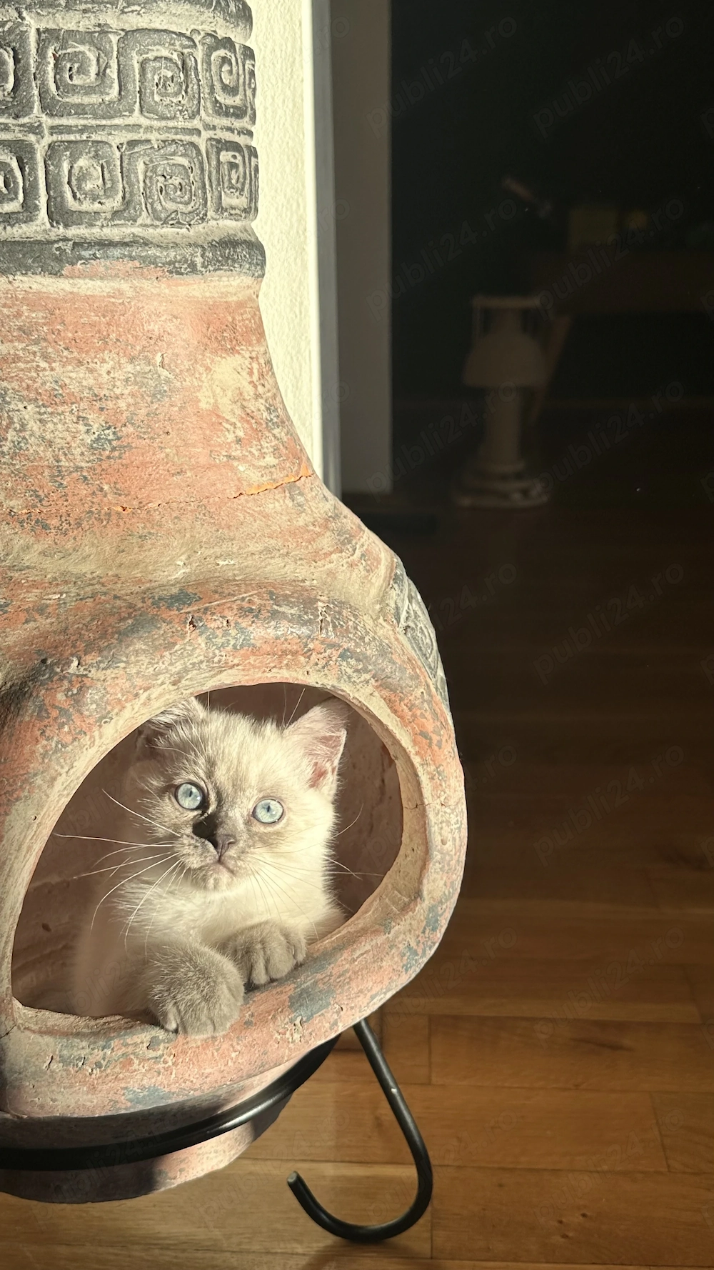 Fetita  British Shorthair blue point 