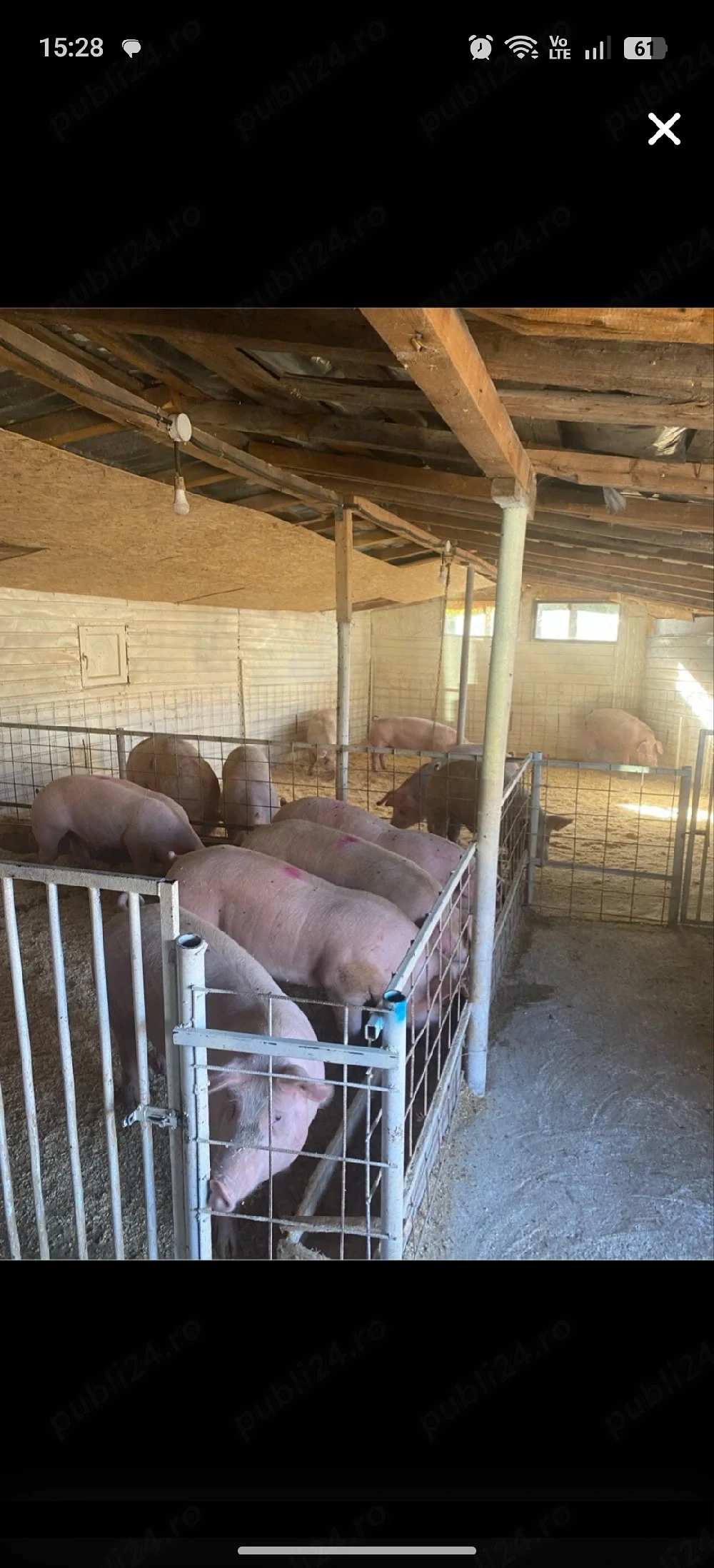 porci de carne 