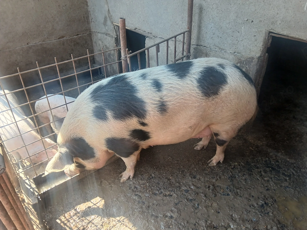 Porc 300 kg.....
