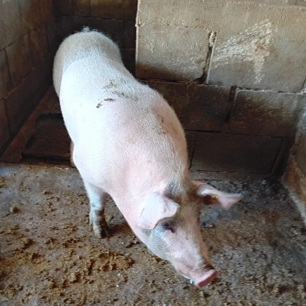 vier de vanzare