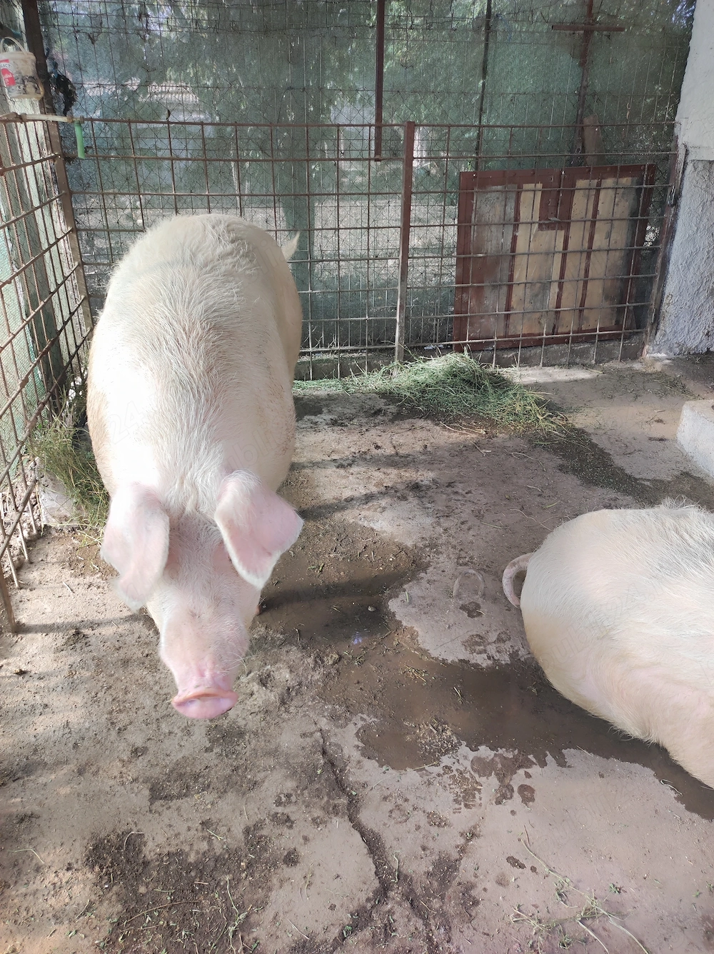 De vânzare porc categorie mare