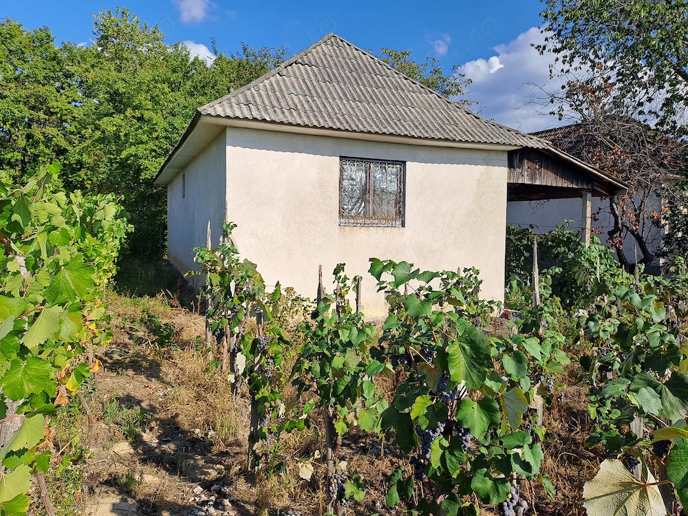 Vând casa cu vie în orașul nou,  jud Satu Mare 